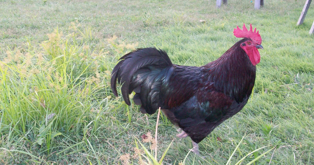 Barter Black Chicken Barter Black Chicken