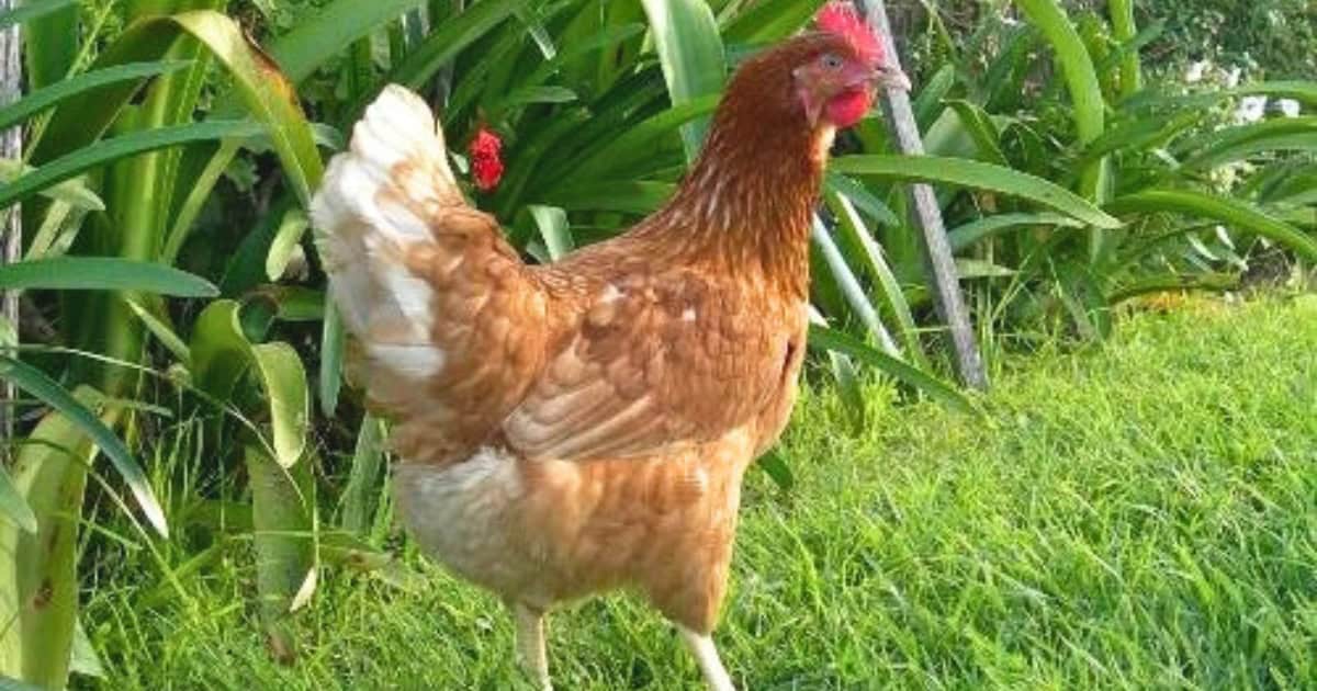 Barter Brown Chickens Barter Brown Chickens