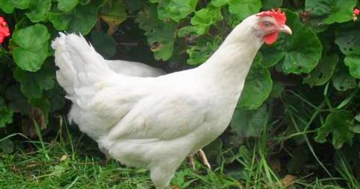 Barter White Chickens Barter White Chickens