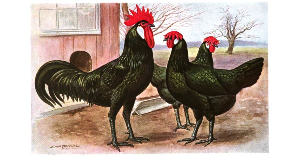 Black Minorca Breed Black Minorca Breed