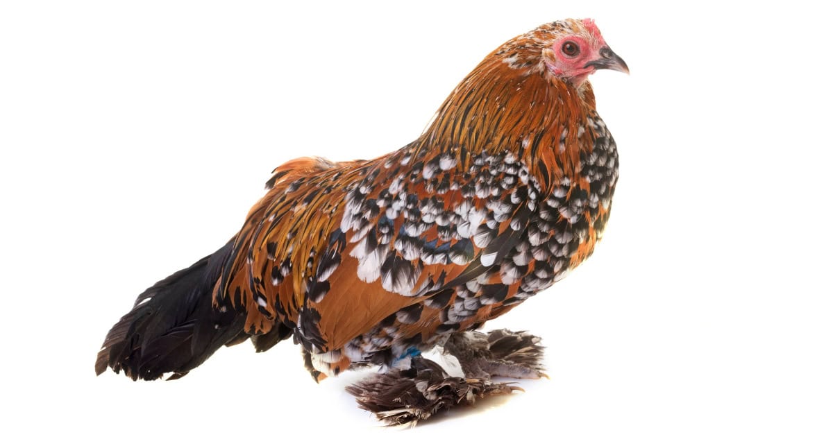 Booted Bantams Booted Bantams