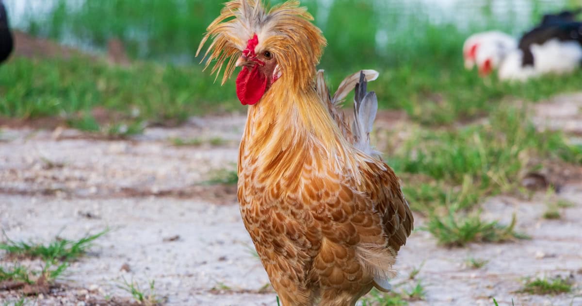 Buff Laced Polish Chicken Buff Laced Polish