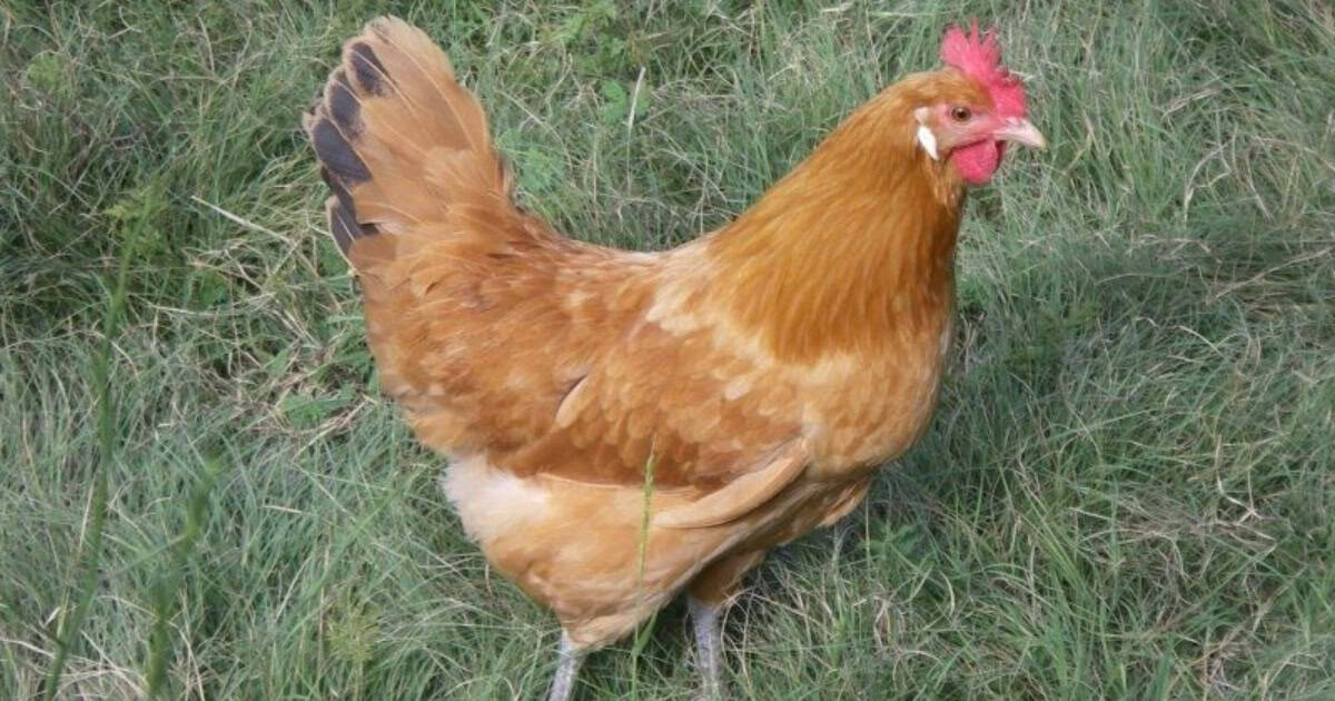 Catalana Chickens Catalana Chickens