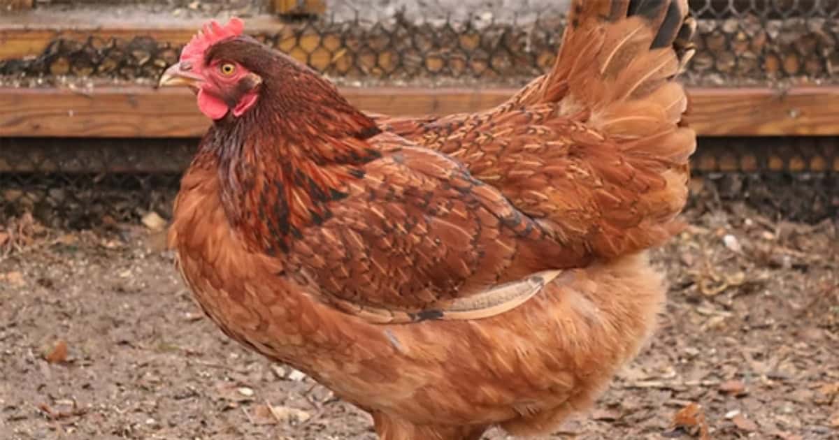 Cinnamon Queen Chickens Cinnamon Queen Chickens
