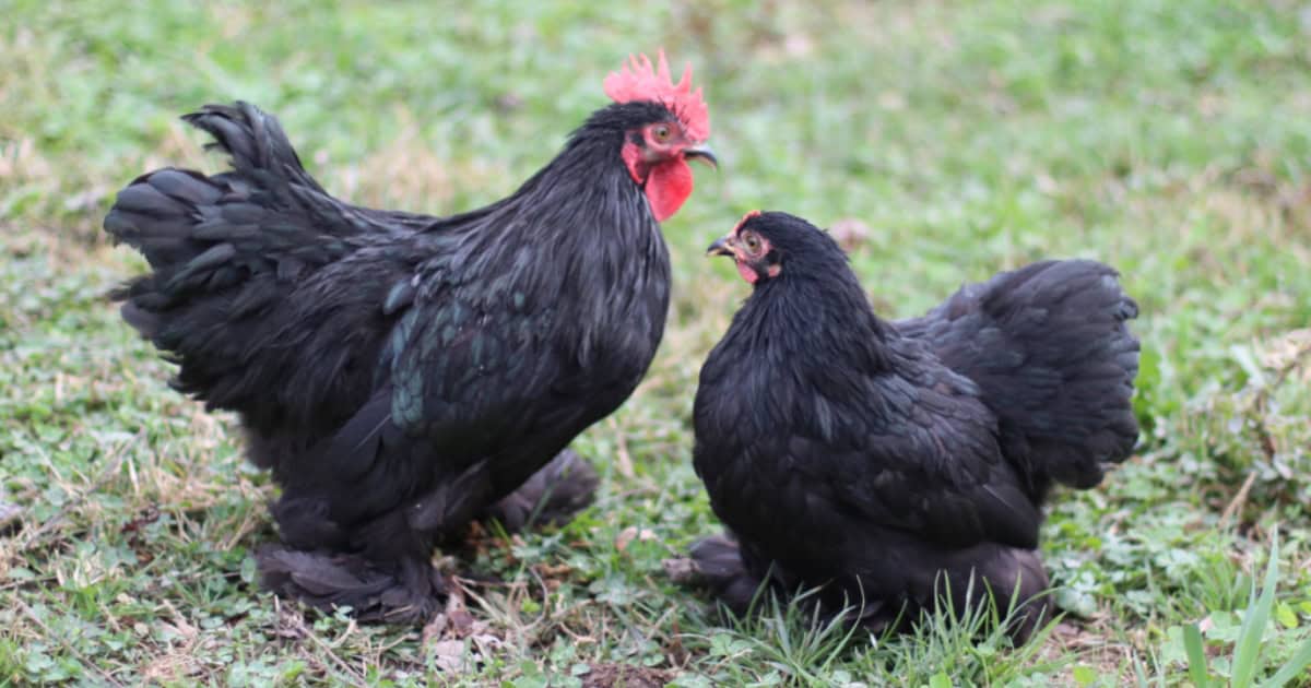 Pekin Breed Cochin Bantams 'Pekin'