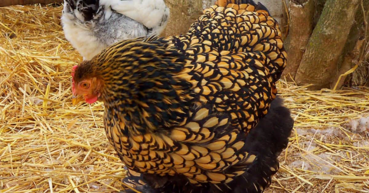 Cochin Chicken Cochin Chicken