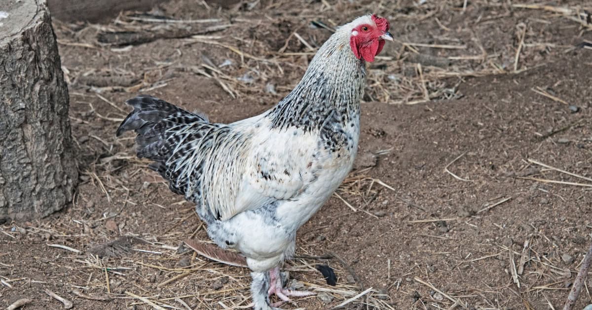Delaware Hen Delaware Hen