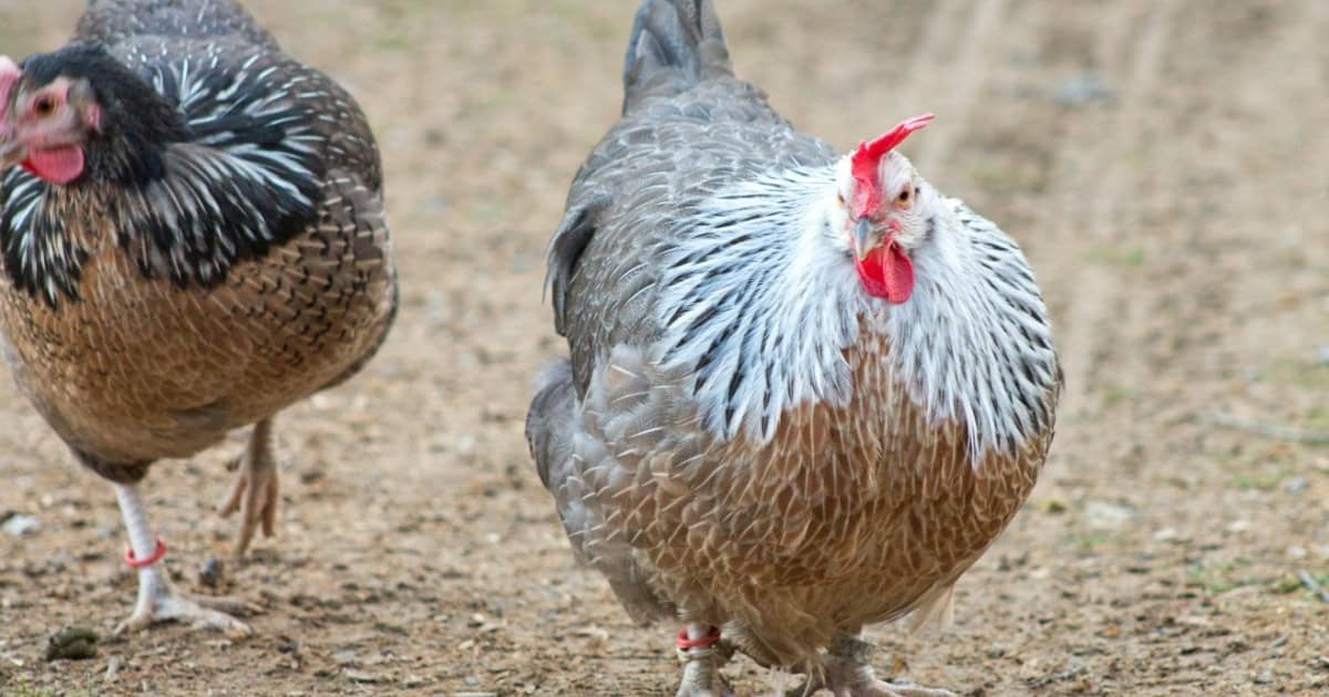 Dorking Chickens Dorking Chickens