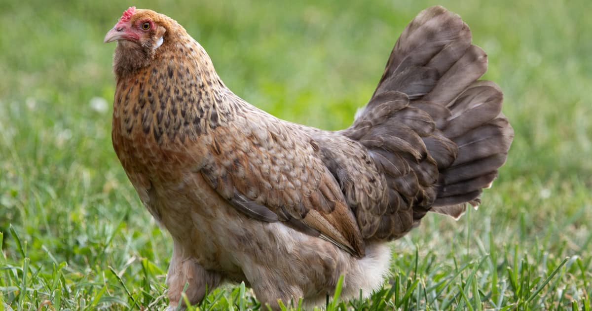 Easter Egger Easter Egger Breed