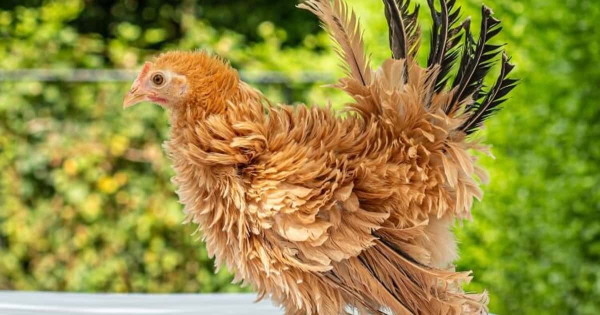 Frizzle Chicken Breed Frizzle Chicken Breed