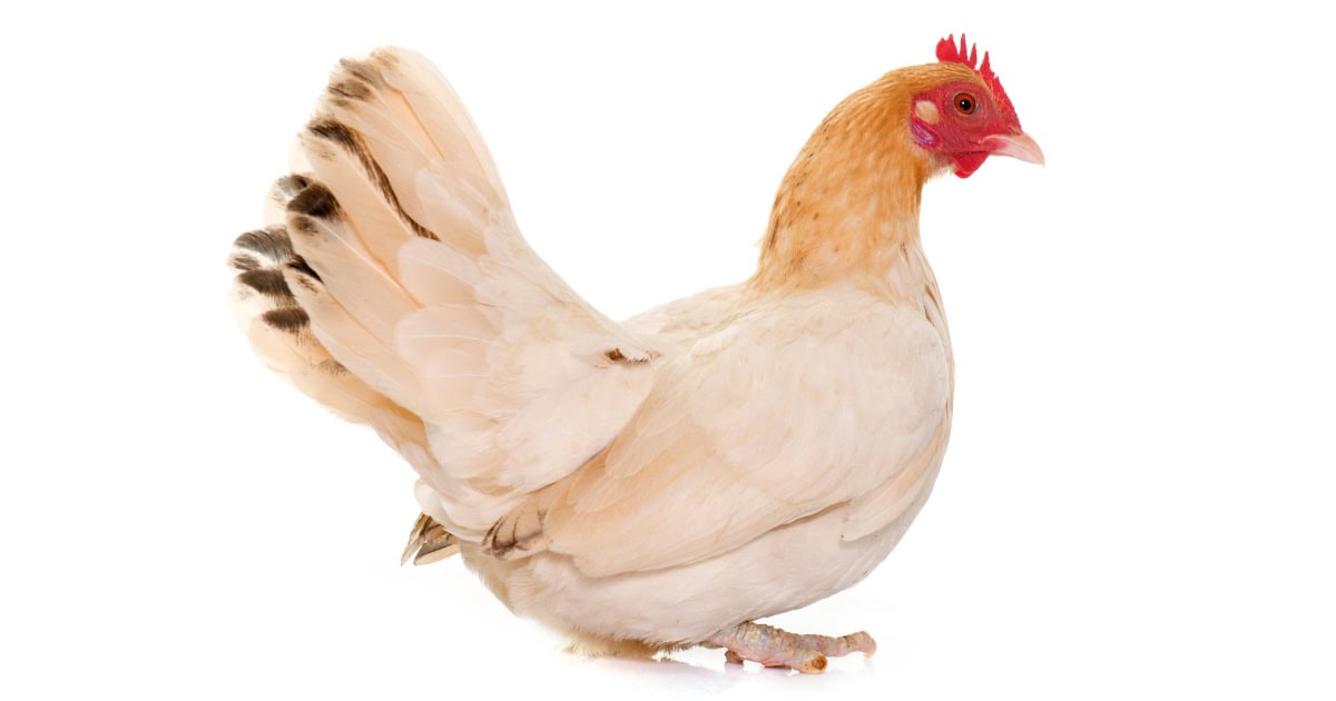 Japanese Bantam Breed Japanese Bantam Breed
