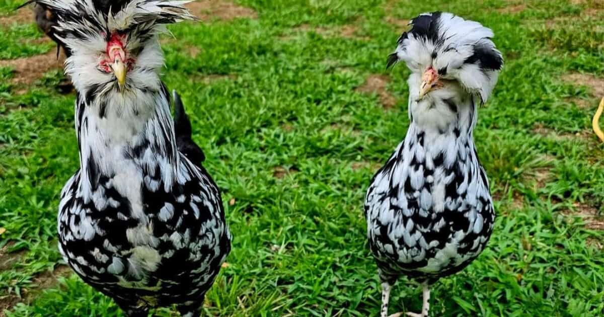 Houdan Chicks Mottled Houdan Chicks