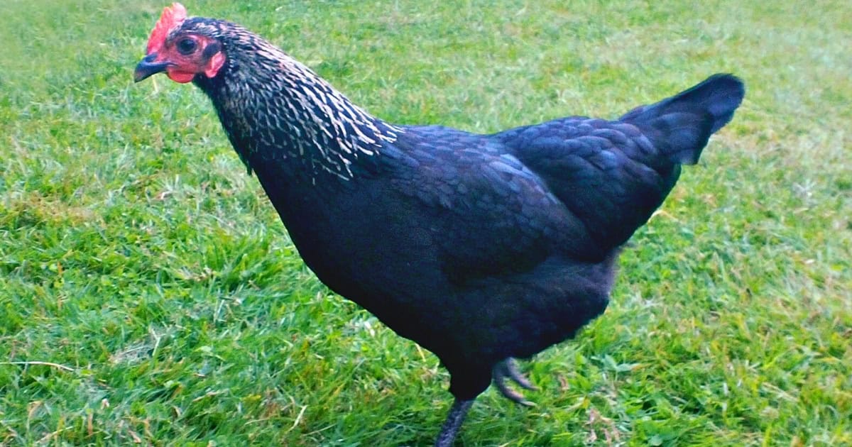 Norfolk Grey Breed Norfolk Grey Breed