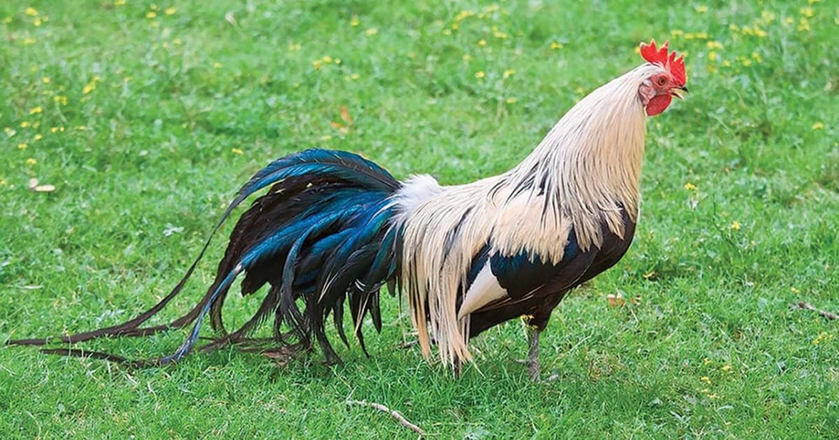 Phoenix Chicken Breed Phoenix Chicken Breed