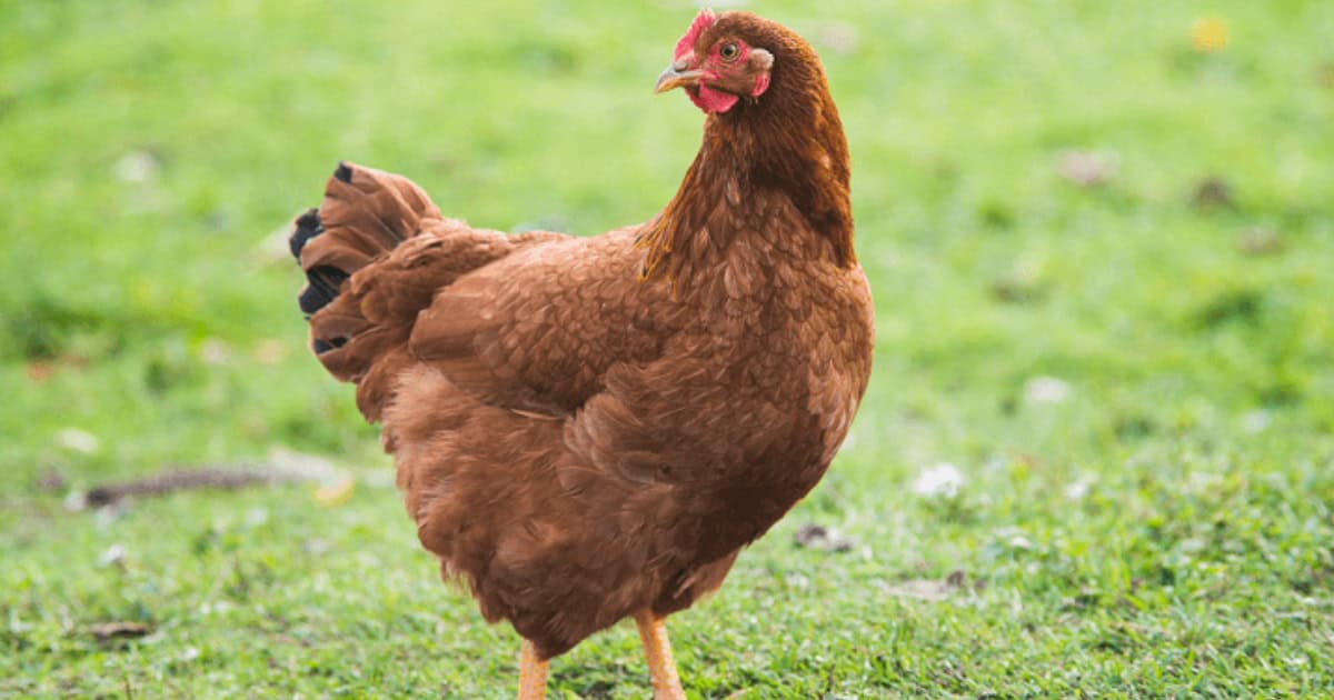 Rhode Island Red Rhode Island Red