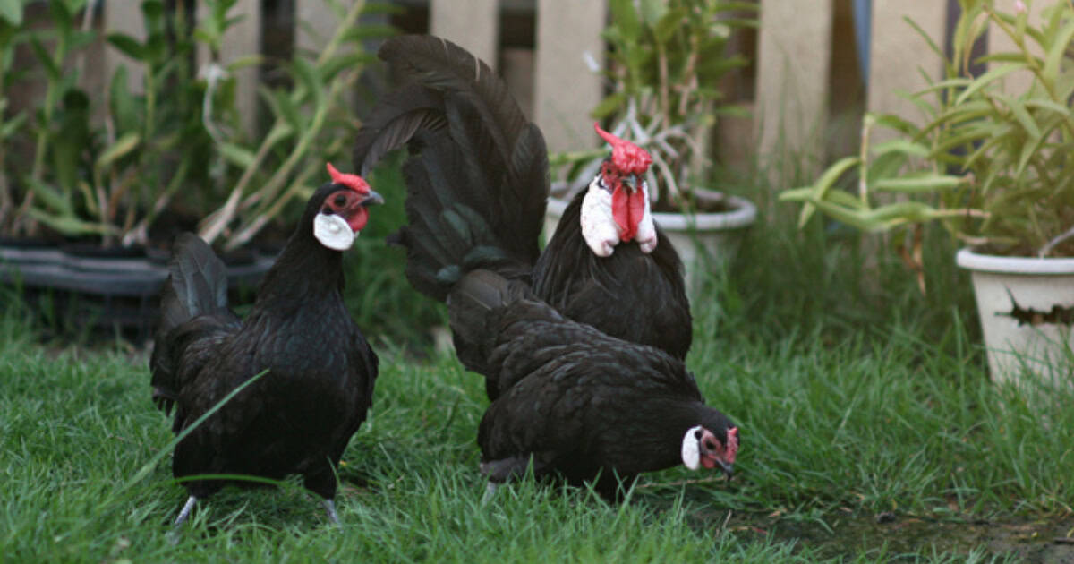 Rosecomb Chicken Breed - Black Rosecomb Chicken Breed - Black