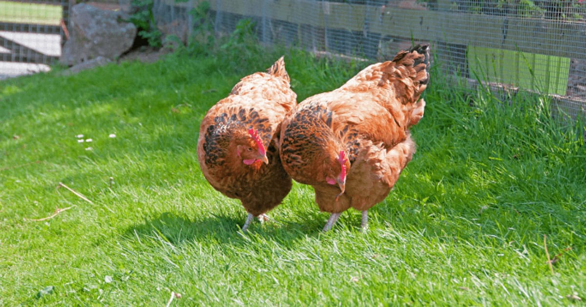 Sussex 'Kentish Fowl' Chicken Breed Sussex 'Kentish Fowl' Chicken Breed