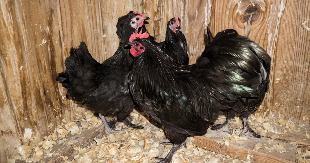 australian langshan hen - black australian langshan hen