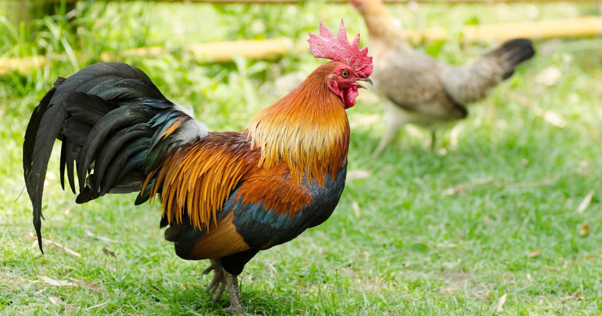 Jungle Fowl chicken jungle fowl chicken
