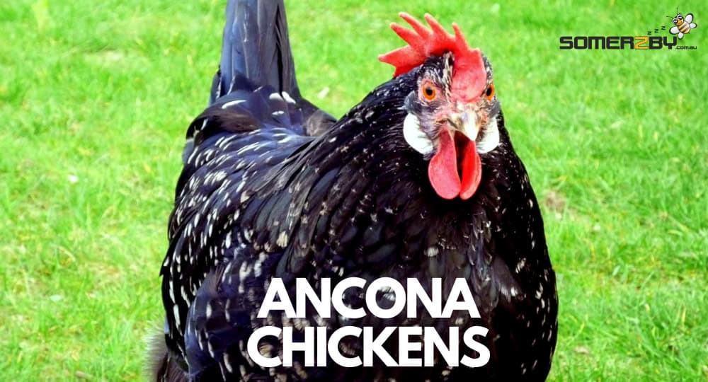 Ancona Chicken Breed