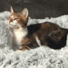 Medium Marley Cat Bed