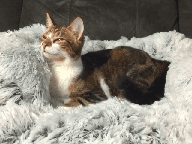 Medium Marley Cat Bed