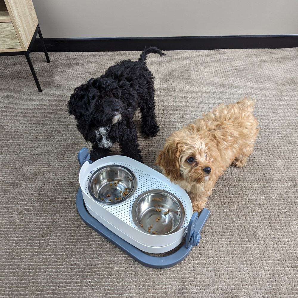 3-in-1 Elevated Food and Water Bowl - Perfect for feeding 2 dogs