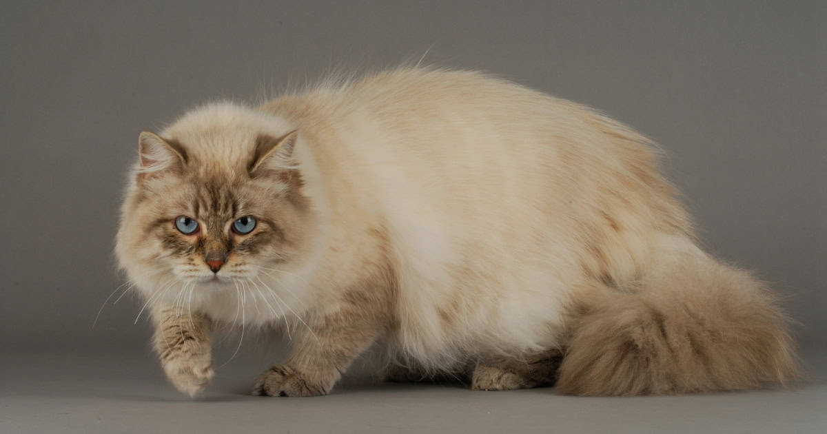 A fluffy Siberian forest cat with a thick coat.