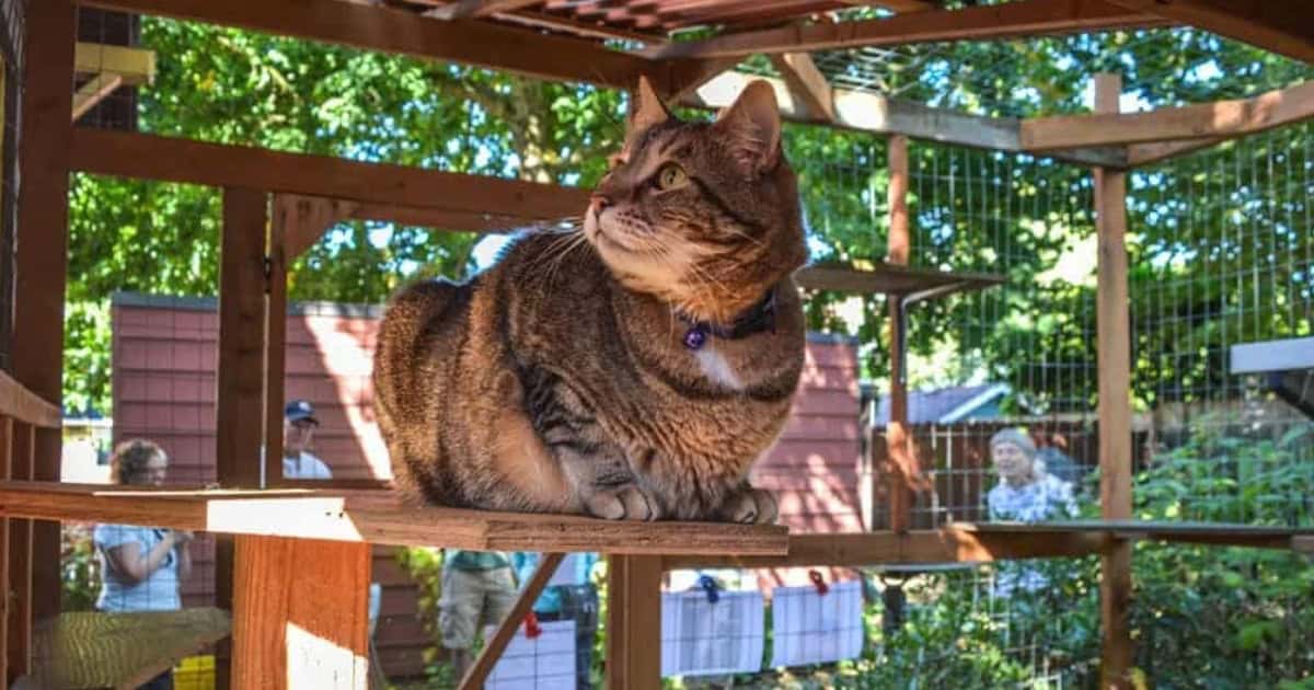 Safe cat enclosure