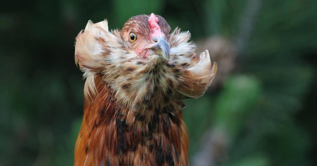 Araucana Chicken Araucana Chicken