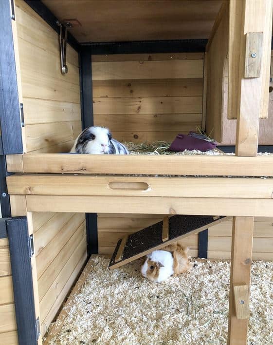 Two guinea pigs in a double storey hutch, each on a different level.